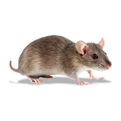mouse