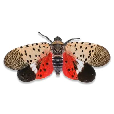 spotted lanternfly