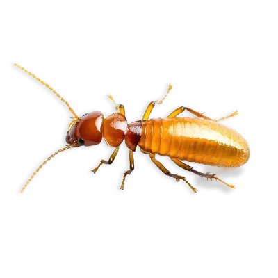 termite