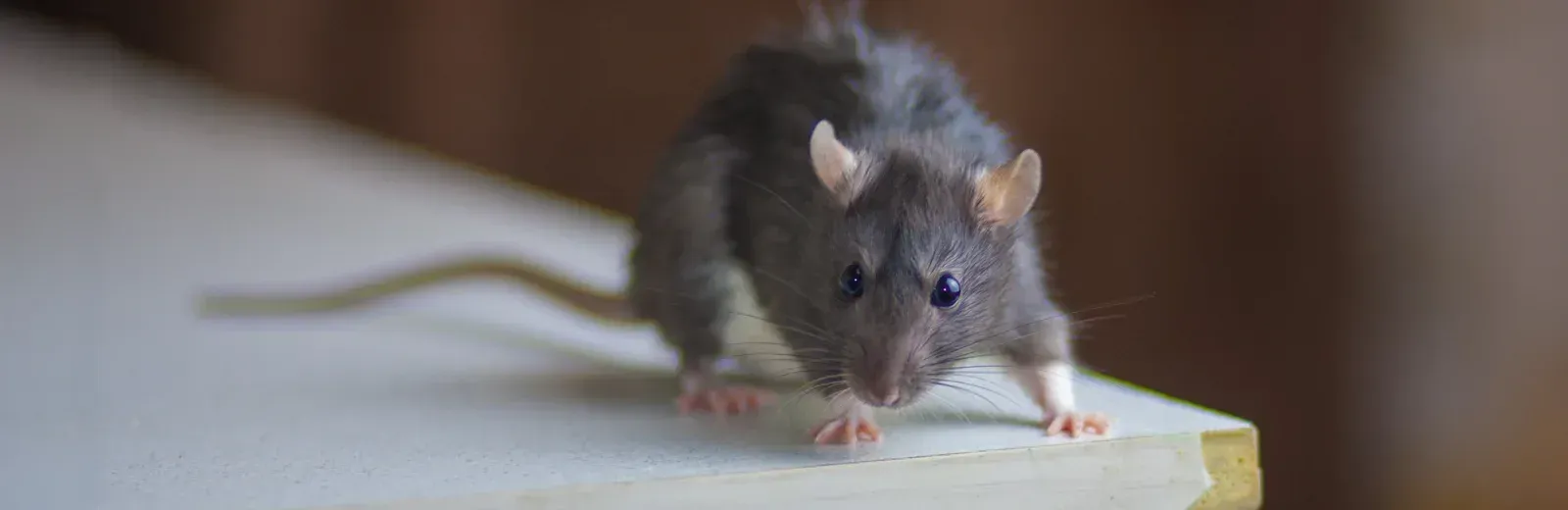 mouse in kitchen