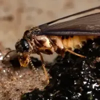 adult termite