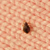 bed bug