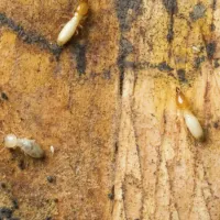 termites
