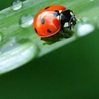 ladybug