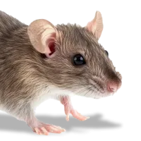 rodent