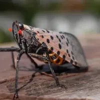 spotted lanternfly