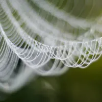 spider web