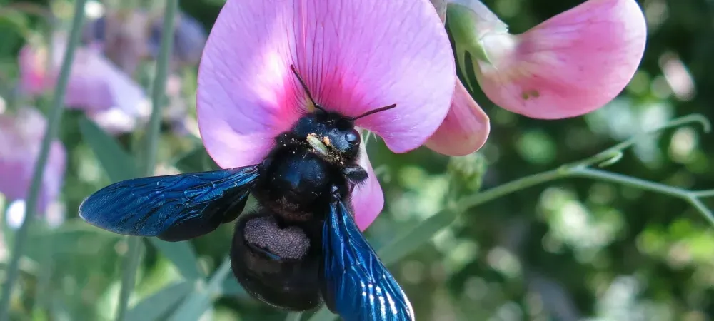 carpenter bee