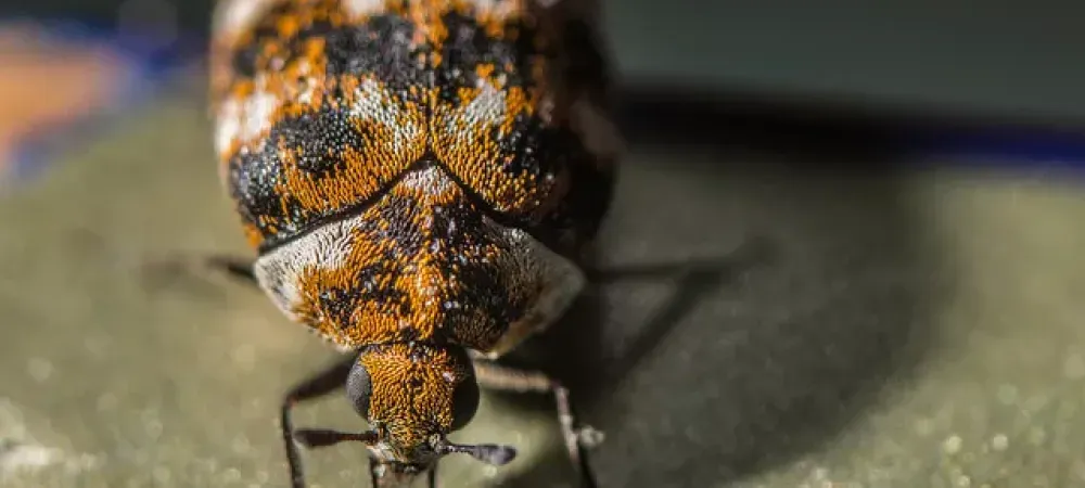 carpet beetle