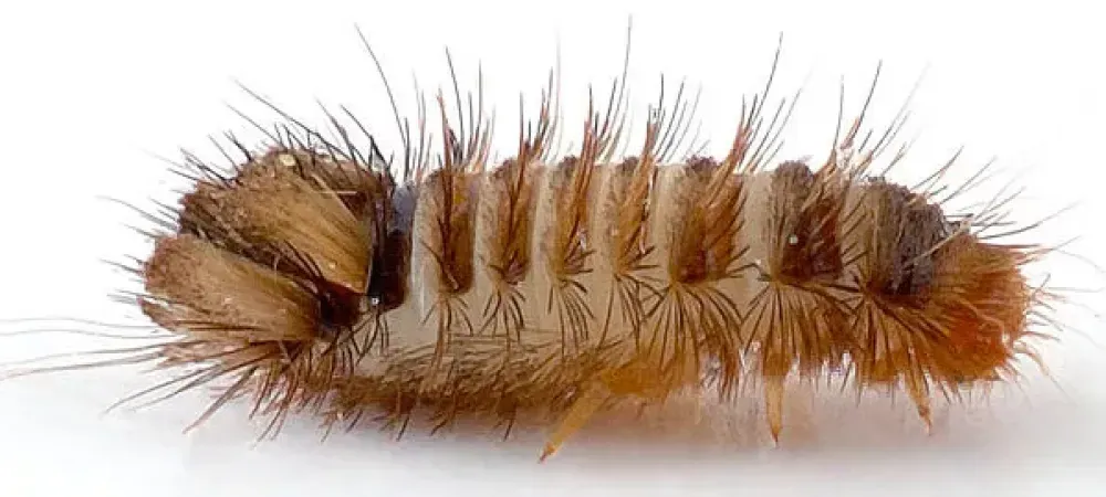 carpet beetle