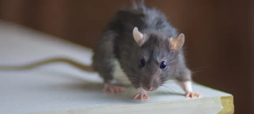 rodent on counter