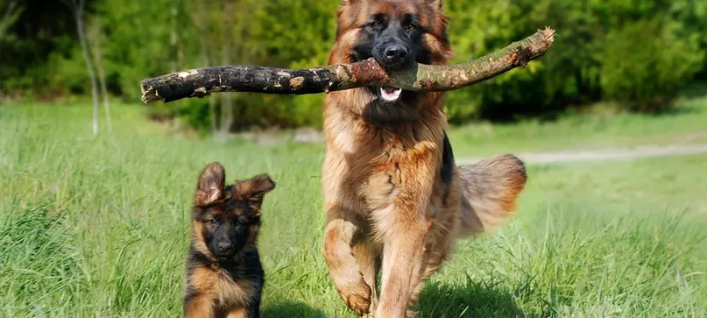 dog and puppy