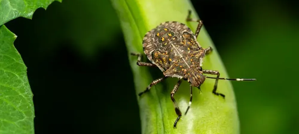 stink bug