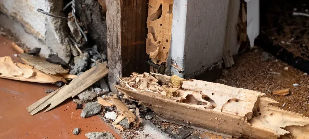 termite damage