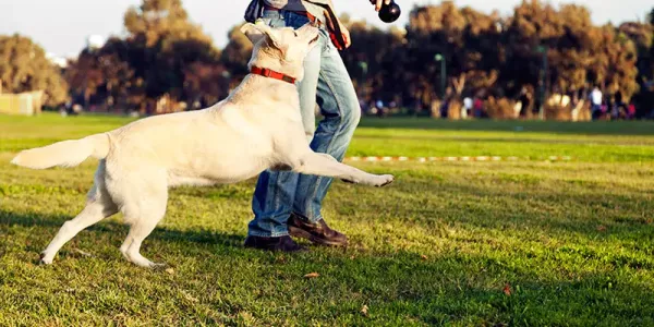 yellow lab running after ball with man in field 