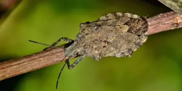 stink bug