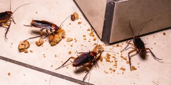 roaches
