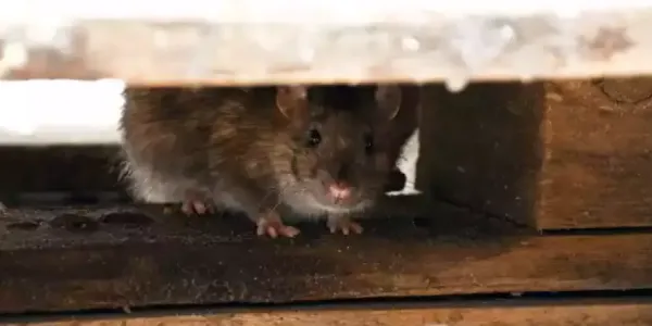 rodent hiding