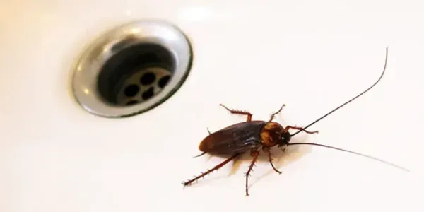 roach