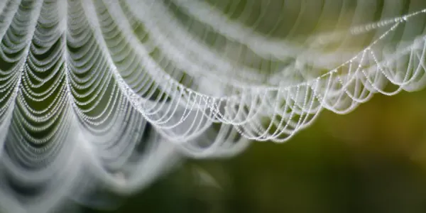 spider web