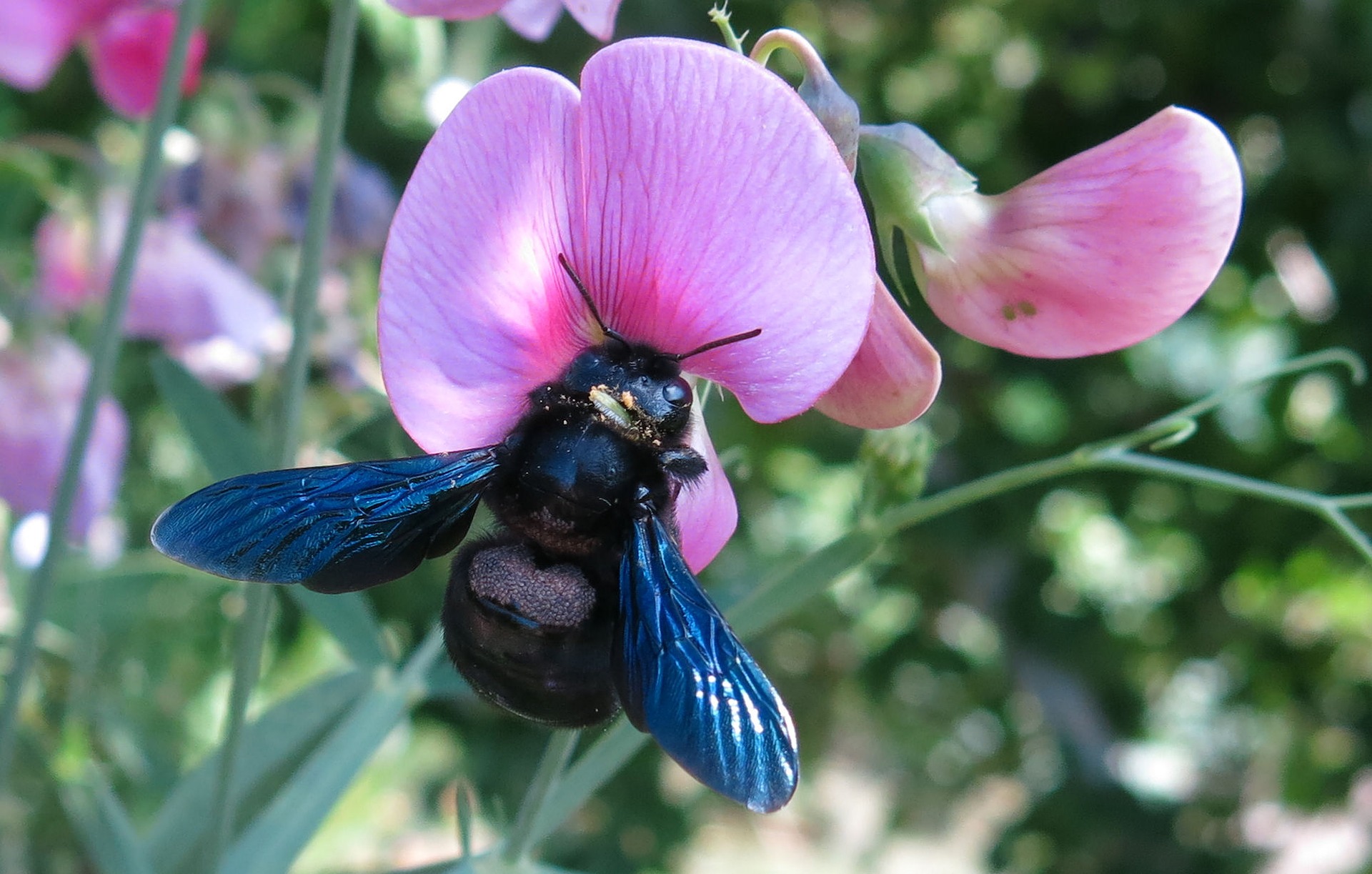 Are carpenter bees dangerous 