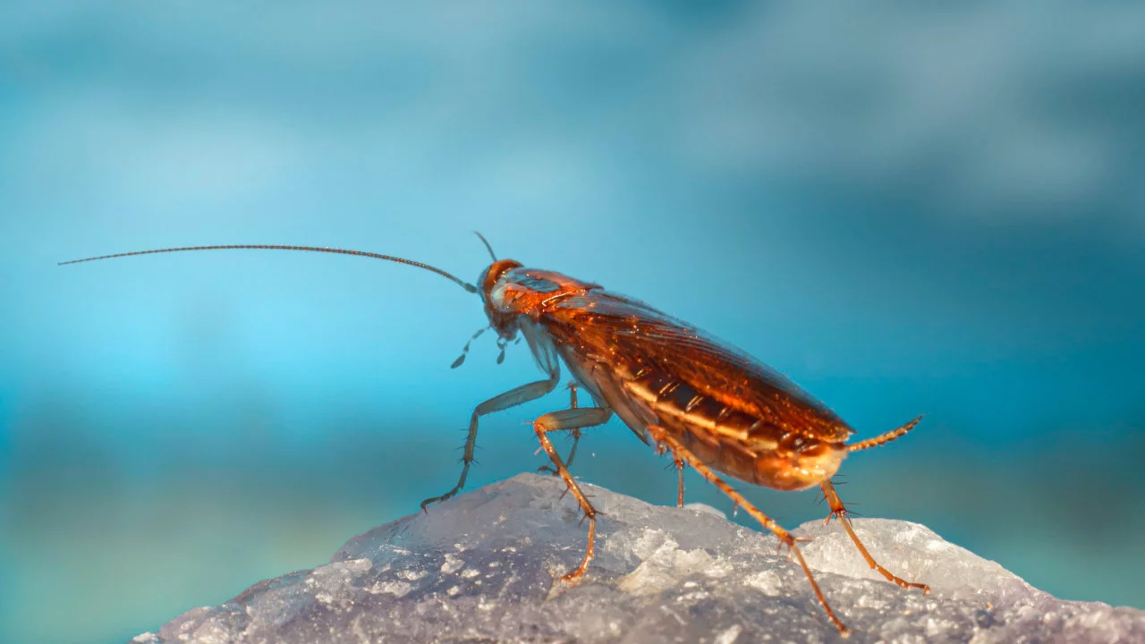 5 Things You Didn't Know About German Cockroaches That You Need To ...