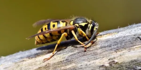 Hornet sitting on log