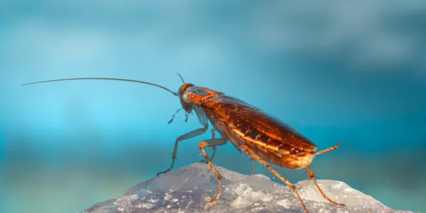 German Cockroach (Blattella Germanica)
